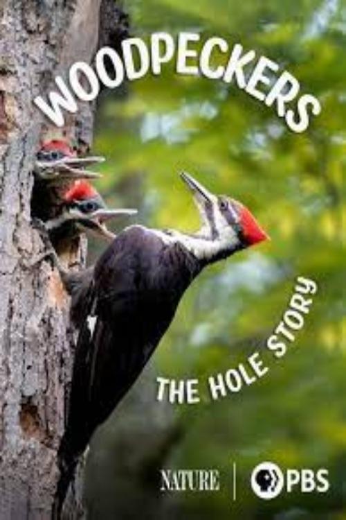 Постер Woodpeckers: The Hole Story